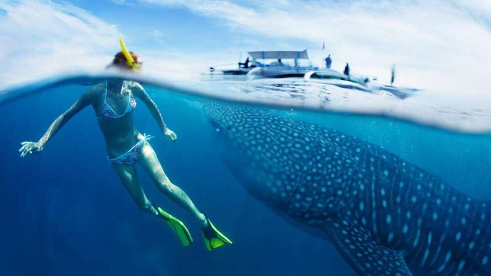 The best season to swim with whale sharks in Isla Mujeres The best season to swim with whale sharks in Isla Mujeres